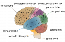 Diagram of the Brain