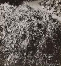 Auschwitz - Piles of Prisoner Eyeglasses