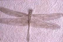 Solnhofen Fossils - Jurassic-Period Dragonfly