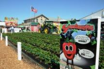 Strawberry Festival