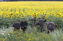 Flight MH17 - Sunflower Fields