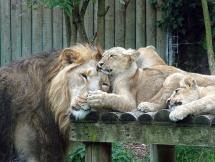 Lion Cubs