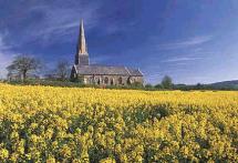 Oil Seed Rape