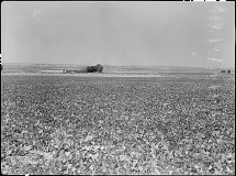 Raising Beans Near Minidoka Internment Camp