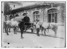 War Horse - French Horse Auction