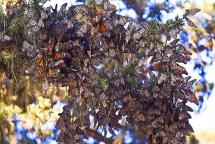 Monarch Butterflies Winter in California