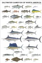 Saltwater Gamefish of North America