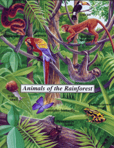 Animals of the Rainforest