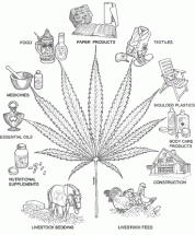 The Hemp Plant and Its Uses
