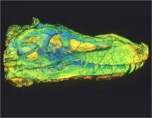 T.rex - Digitizing a Skull