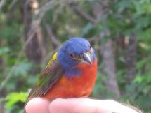 Painted Bunting 