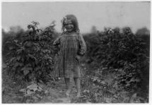 Picking Berries in Maryland