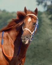 Secretariat - 1973 Triple Crown Winner