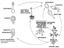 Disease Spreading Cycle