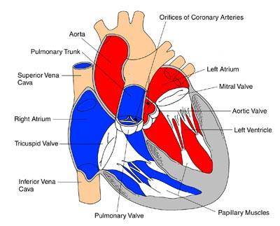Heart Muscle Interior View