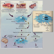 Illustration of Anthrax Cycles