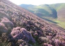 Lake District - Heather on the Hopegill Head