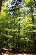 Snow White - Spessart Forest