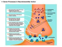 Seven Processes in Neurotransmitter Action