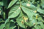 Leaves and Stems of the Potato Plant