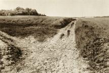 Wheat Field with Crows - Photo of Actual Field