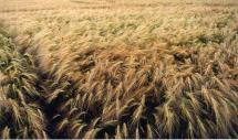 Fields of Barley