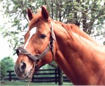 Affirmed - Triple-Crown Winner