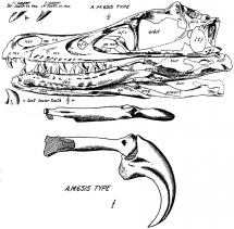 Velociraptor Claw Diagram