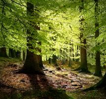 Beechwood Forest - Source of Medieval Glass