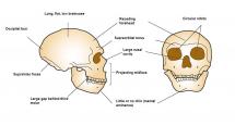 Neanderthal - Strange Features Detail