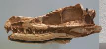 Velociraptor Skull