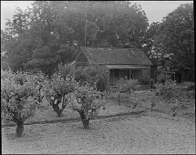 Vineyards Employed Many Japanese-Americans