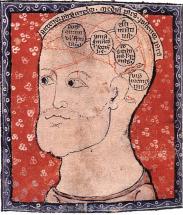 Diagram of the Brain - 1300