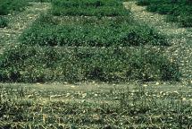 Potatos Rotting in the Field