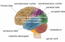 Cerebrum Lobes