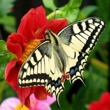 Old World Swallowtail - Papilio machaon