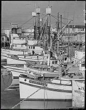 Fishing Fleet