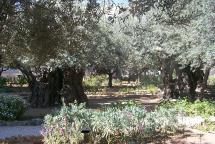 Garden of Gethsemane