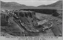 Herding Navajo Sheep on Over-grazed Land