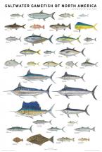 Saltwater Game Fish of North America