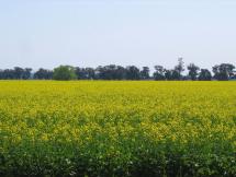 Canola Fields