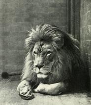 Barbary Lion