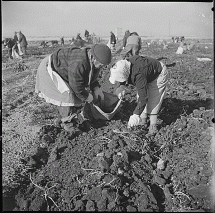 Potato Crop at Camp Tule Lake