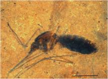 Blood Preserved in Mosquito for 46 Million Years