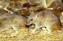 Rats Eating Crops - A Medieval Crime