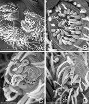 Glands and Spinnerets of Chile Goeldia