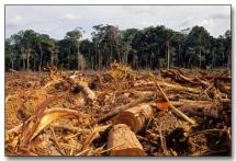 Rainforest Deforestation