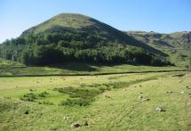 Grazing Sheep in the Lake District