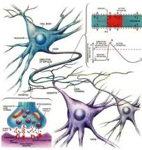 Neurotransmitters - Travel Patterns in the Human Body