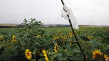 Flight MH17 - White Flags for the Victims